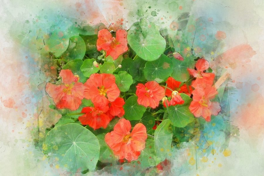7_Avantages_pour_la_santé_des_feuilles_de_capucine