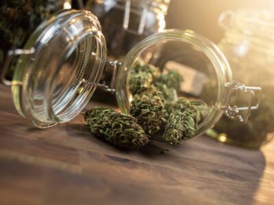 Le_guide_des_variétés_premium_pour_choisir_vos_fleurs_de_CBD Le guide des variétés premium pour choisir vos fleurs de CBD