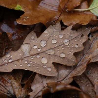 Les_bienfaits_des_feuilles_de_chêne_pour_la_santé