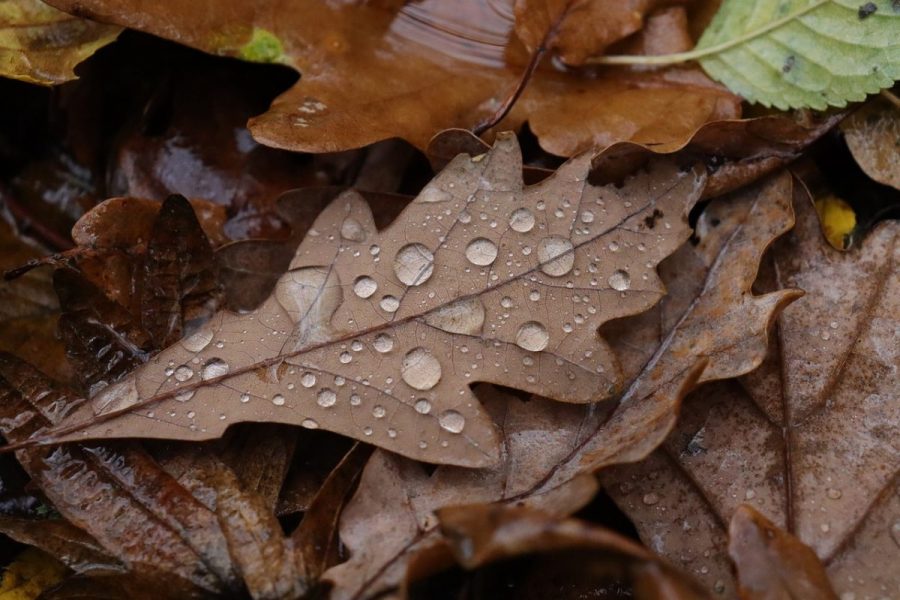 Les_bienfaits_des_feuilles_de_chêne_pour_la_santé